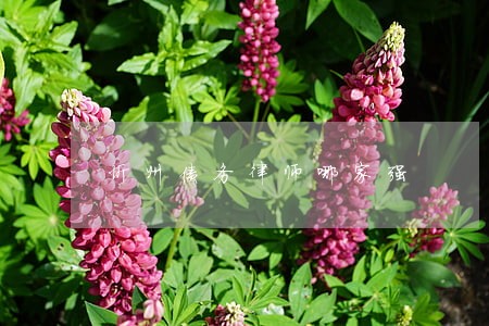 忻州债务律师哪家强 忻州债务律师哪家强