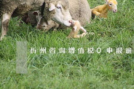 忻州咨询增值税0申报逾期 忻州咨询增值税0申报逾期