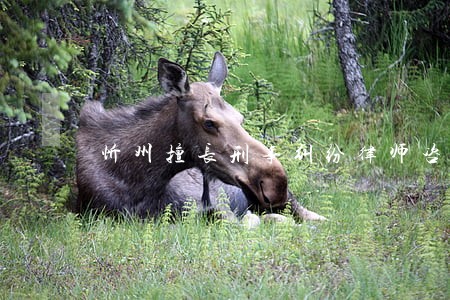 忻州擅长刑事纠纷律师咨询费多少 忻州擅长刑事纠纷律师咨询费多少