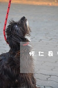 怀仁县交强险赔偿纠纷律师 怀仁县交强险赔偿纠纷律师