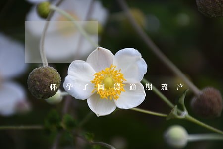 怀孕了网贷逾期流产 怀孕了网贷逾期流产