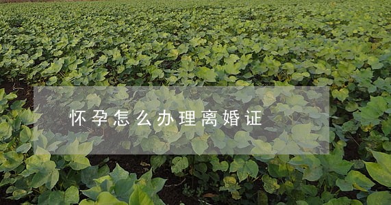 怀孕怎么办理离婚证