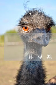 怀孕期间欠信用卡逾期能怎么样