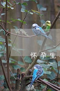 怀孕生小孩期间信用卡逾期 怀孕生小孩期间信用卡逾期