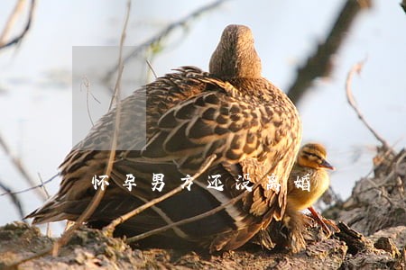 怀孕男方还没离婚 怀孕男方还没离婚
