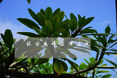怀孕离婚法律法规