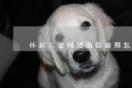 怀起二宝网贷面临逾期怎么办
