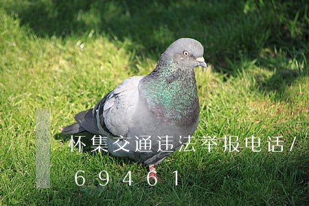 怀集交通违法举报电话/2023020569461 怀集交通违法举报电话/2023020569461