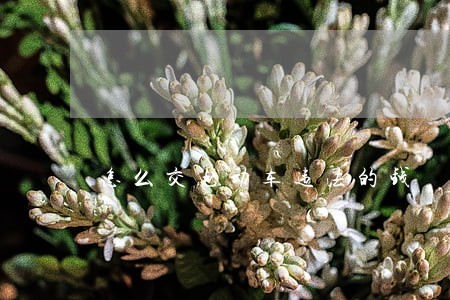 怎么交电动车违法的钱 怎么交电动车违法的钱