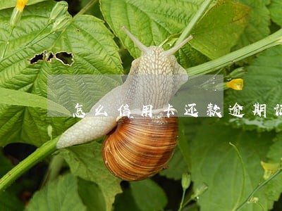 怎么信用卡还款逾期记录
