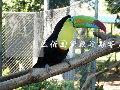 怎么催回贷款逾期客户 怎么催回贷款逾期客户