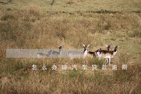 怎么办理汽车贷款逾期 怎么办理汽车贷款逾期