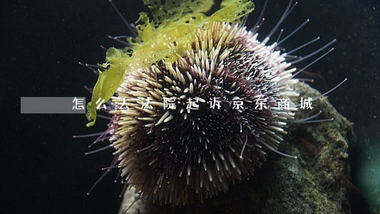 怎么去法院起诉京东商城 怎么去法院起诉京东商城