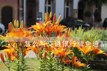 怎么叫交通银行减免逾期费用 怎么叫交通银行减免逾期费用