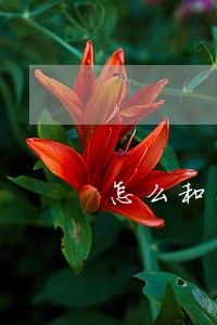 怎么和平安普惠协商只还本金 怎么和平安普惠协商只还本金