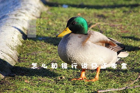 怎么和银行说只还本金 怎么和银行说只还本金