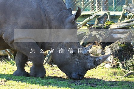 怎么咨询信用卡逾期 怎么咨询信用卡逾期