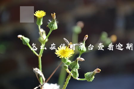 怎么在信用平台查看逾期明细 怎么在信用平台查看逾期明细