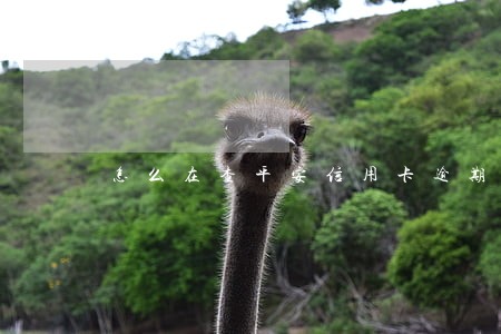 怎么在查平安信用卡逾期 怎么在查平安信用卡逾期