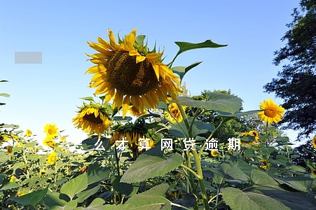 怎么才算网贷逾期 怎么才算网贷逾期