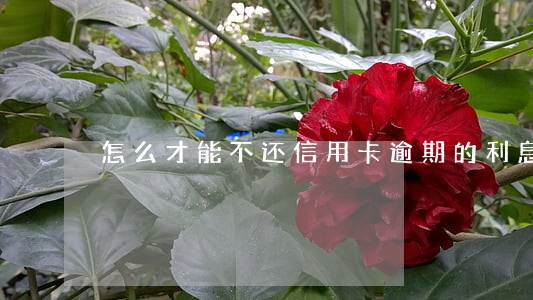 怎么才能不还信用卡逾期的利息 怎么才能不还信用卡逾期的利息