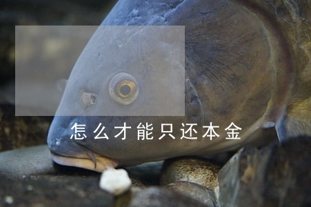 怎么才能只还本金