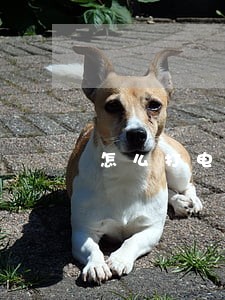怎么打电话查询是否有案件诉讼 怎么打电话查询是否有案件诉讼
