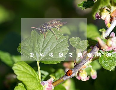 怎么找回之前咨询的律师