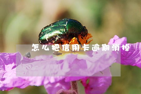 怎么把信用卡逾期消掉