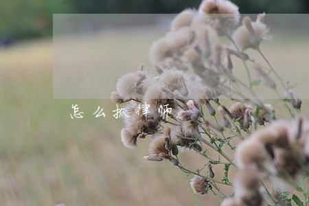 怎么抓律师 怎么抓律师
