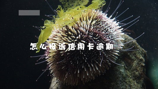 怎么投诉信用卡逾期