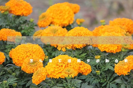 怎么拿下信用卡逾期业务 怎么拿下信用卡逾期业务
