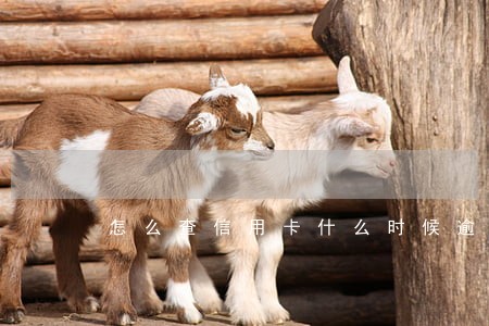 怎么查信用卡什么时候逾期的