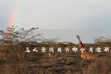 怎么查信用卡哪个月逾期 怎么查信用卡哪个月逾期