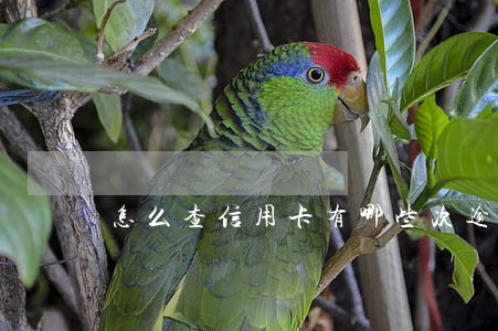 怎么查信用卡有哪些次逾期