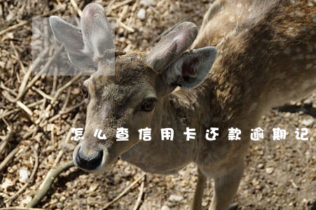 怎么查信用卡还款逾期记录 怎么查信用卡还款逾期记录