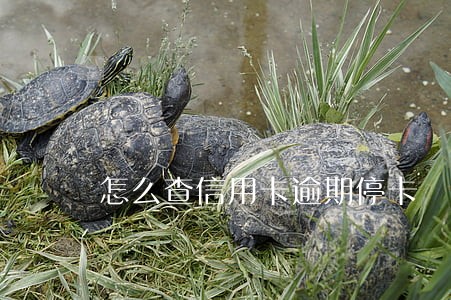 怎么查信用卡逾期停卡