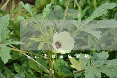 怎么查信用社逾期