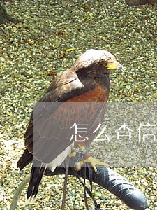 怎么查信用逾期账单
