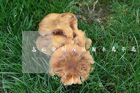 怎么查别人信用卡是不是逾期