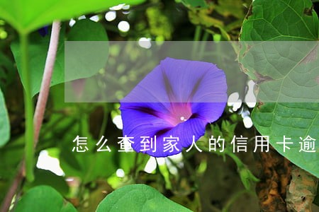 怎么查到家人的信用卡逾期金额