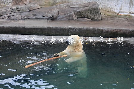 怎么查哪张信用卡逾期
