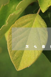 怎么查法律援助律师电话 怎么查法律援助律师电话
