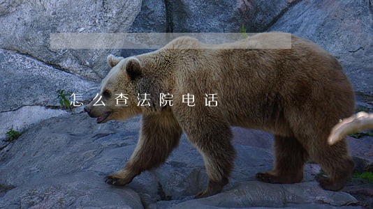 怎么查法院电话 怎么查法院电话