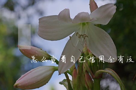 怎么查看自己信用分有没有逾期 怎么查看自己信用分有没有逾期