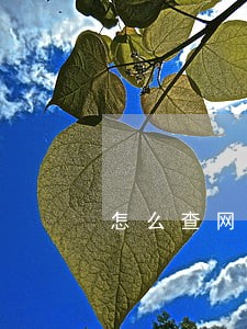 怎么查网络贷款逾期 怎么查网络贷款逾期