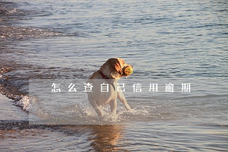 怎么查自己信用逾期 怎么查自己信用逾期
