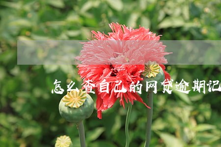 怎么查自己的网贷逾期记录