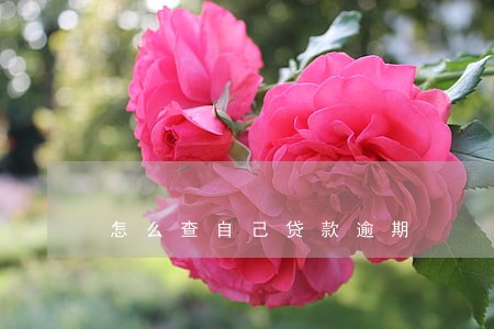 怎么查自己贷款逾期 怎么查自己贷款逾期