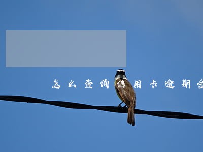 怎么查询信用卡逾期金额 怎么查询信用卡逾期金额